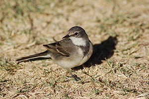 Ecologisch Management Systeem | Cape Wagtail